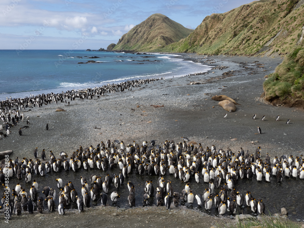 Obraz premium Masse Royal Penguins on Macquarie Island Beach