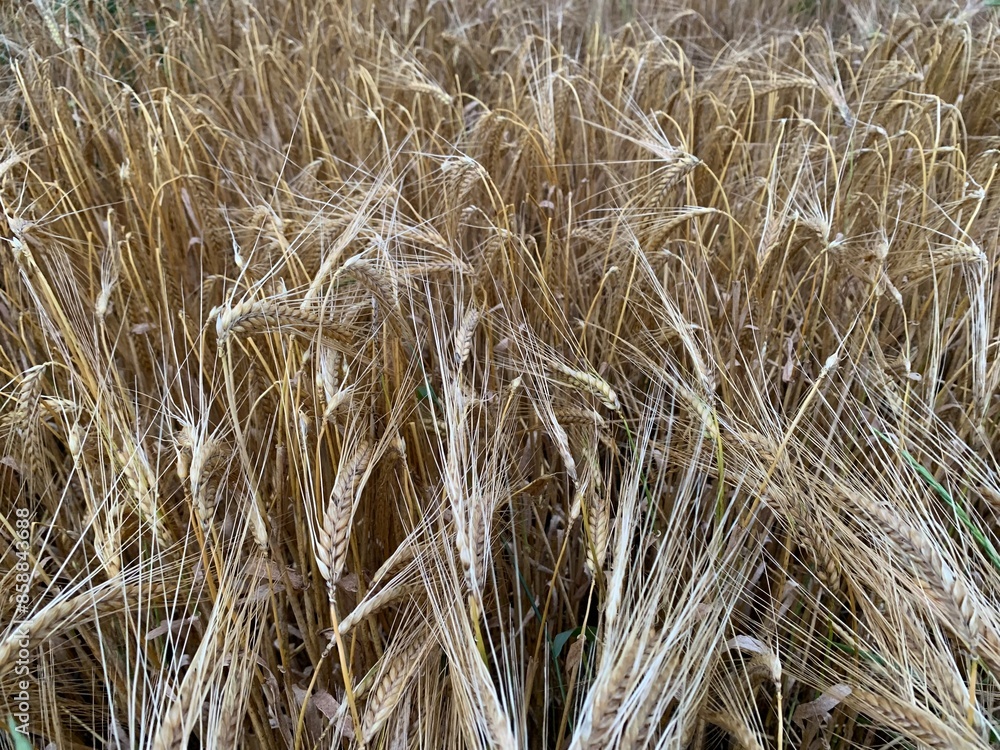 Fototapeta premium ears of wheat
