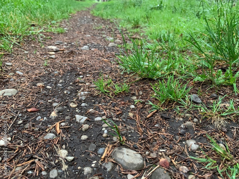 grass in the ground grass in the ground