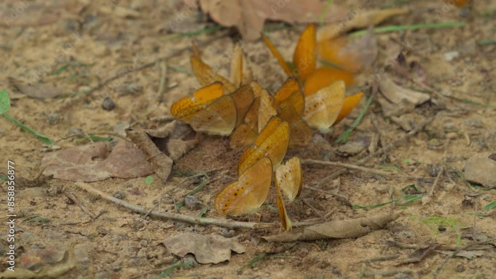 A flock of orange butterflies eats minerals on the ground and flies in the natural forest. A flock of orange butterflies eats minerals on the ground and flies in the natural forest.