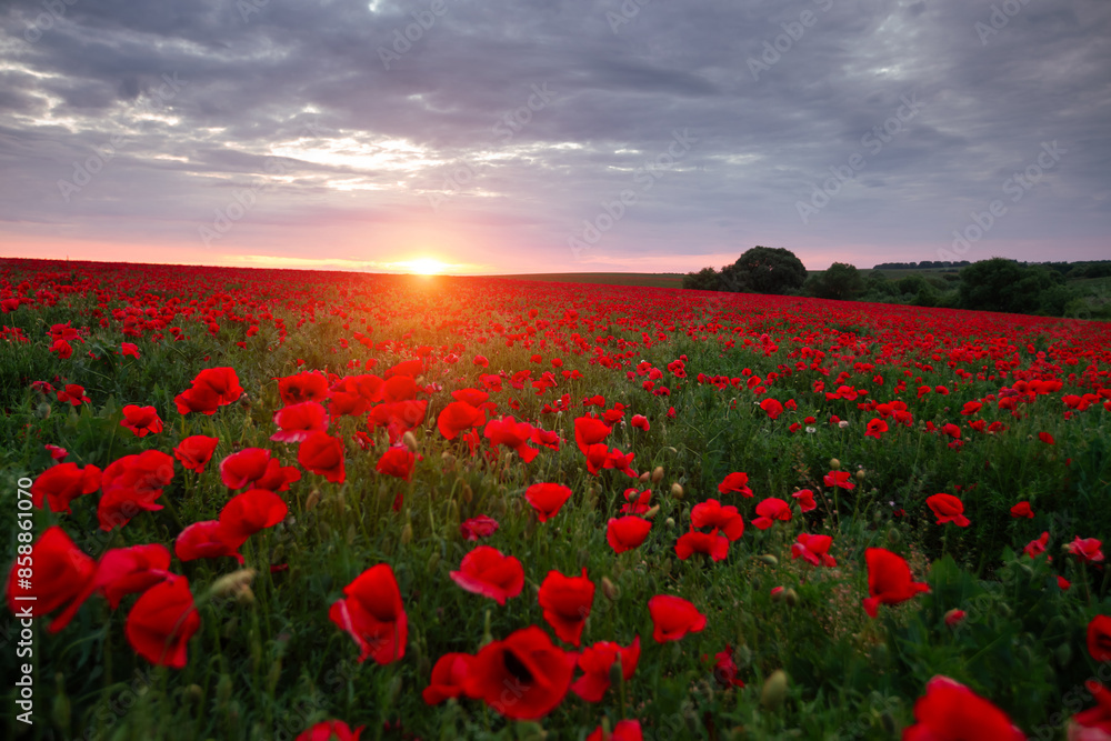 Blooming red poppies in a field against the sun on the horizon. Blooming red poppies in a field against the sun on the horizon.
