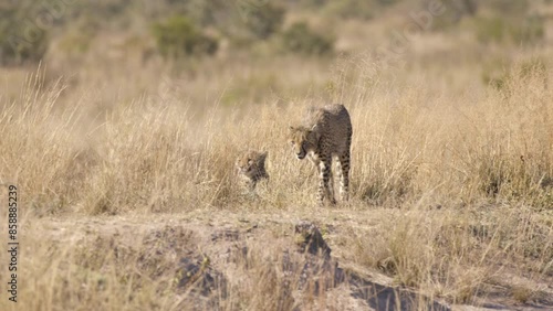 2 Cheetahs in Dry Brush Shallow Depth of Field