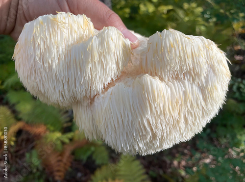 Lion's Mane mushroom on oak tree in the autumn forest. ( Hericium erinaceus )	
