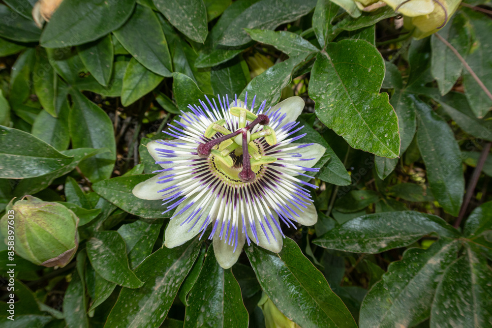 Passiflora Caerulea Passion Flower