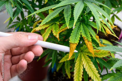 Close up hand holding a pen points to the wilting leaves and leaf blight of a cannabis plant in pot showing issues agricultural problems and problems of cannabis at the modern greenhouse.
