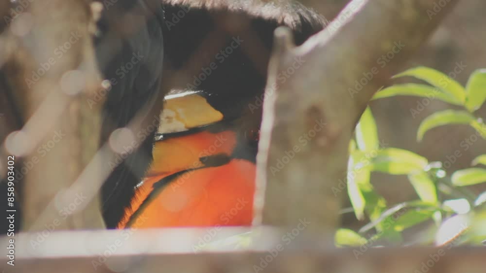 Yellow Billed Hornbill Great hornbill, Great indian hornbill, Great pied hornbill, Hornbill, selective focus Yellow Billed Hornbill Great hornbill, Great indian hornbill, Great pied hornbill, Hornbill, selective focus
