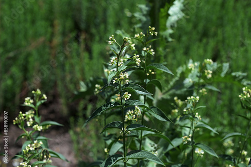 In spring, Vincetoxicum hirundinaria blooms in the forest