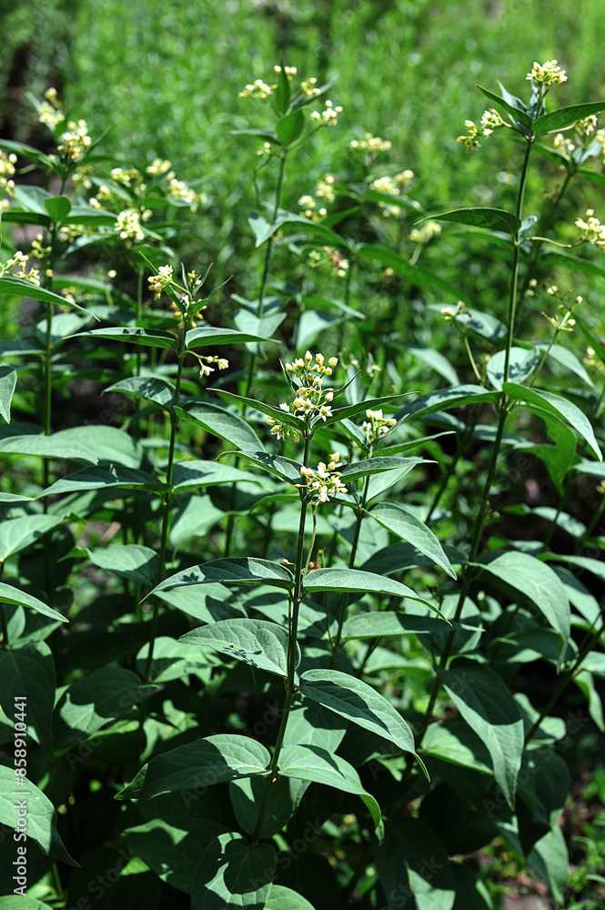In spring, Vincetoxicum hirundinaria blooms in the forest In spring, Vincetoxicum hirundinaria blooms in the forest