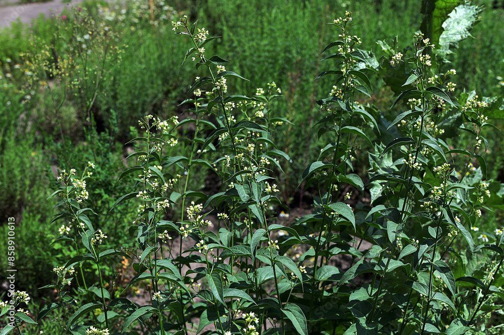 In spring, Vincetoxicum hirundinaria blooms in the forest In spring, Vincetoxicum hirundinaria blooms in the forest
