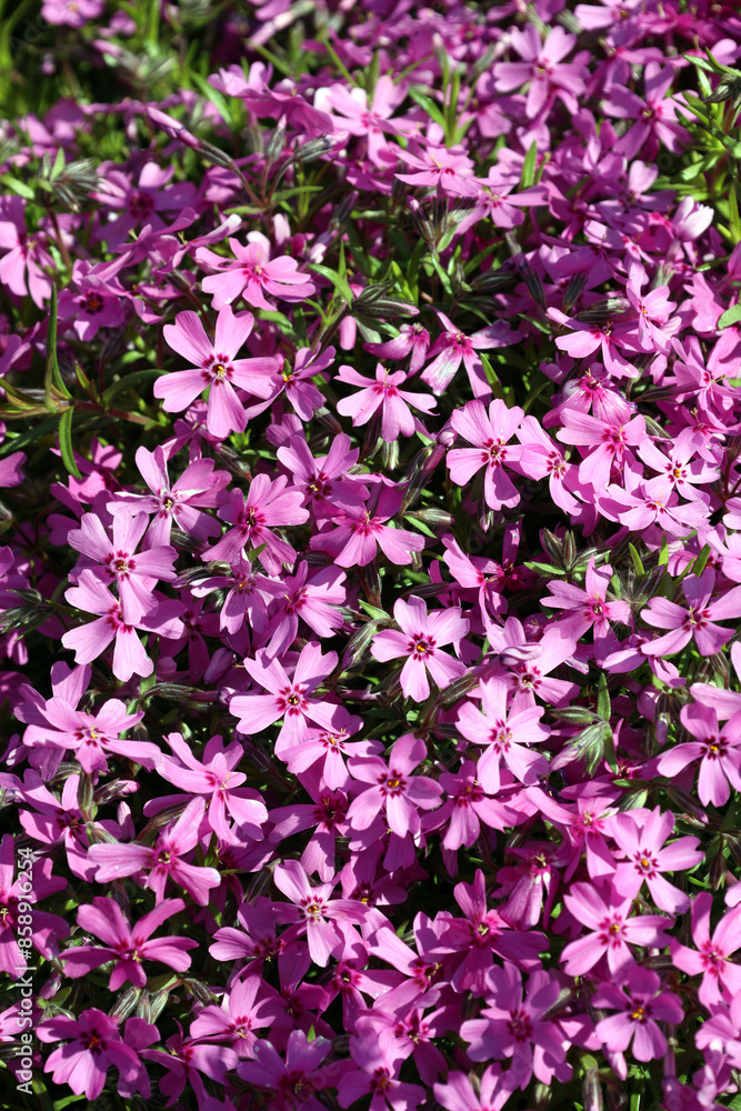 Pink with a red center subulate phlox blooms in the summer sun Pink with a red center subulate phlox blooms in the summer sun