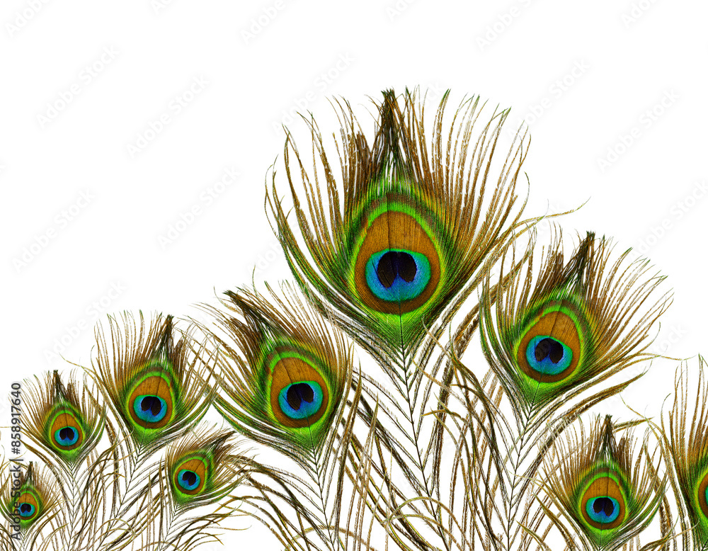 Obraz premium Peacock Feathers isolated on white background
