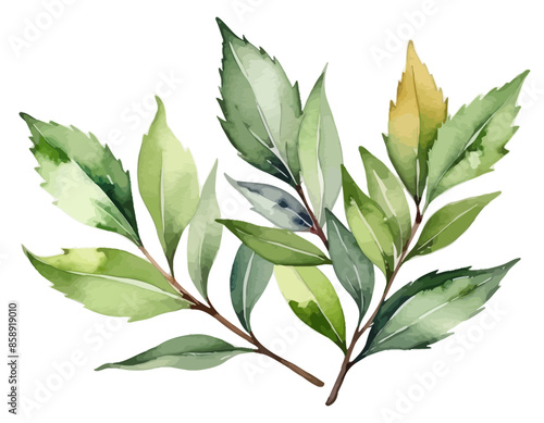 bay leaves, liście, grafika, wektor, vector
