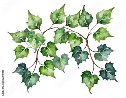 bay leaves, liście, grafika, wektor, vector