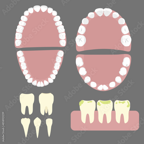 Set of human teeth