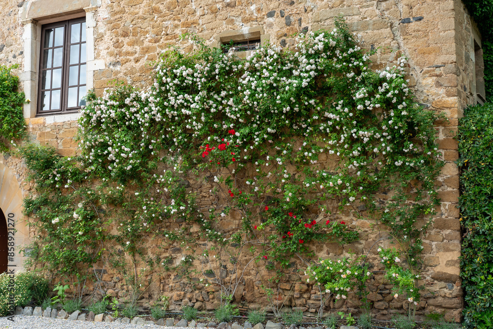 Obraz premium Red and white rose bushes on an old brick yellow wall. Classical, medieval Spanish architecture detail.