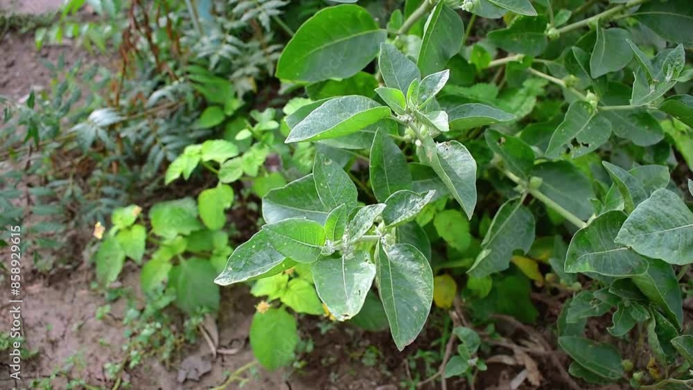 Ashwagandha green plant or withania somnifera plant grow in garden. Herb (ayurvedic) medicine plant Ashwagandha green plant or withania somnifera plant grow in garden. Herb (ayurvedic) medicine plant