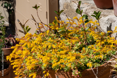 Sedum Palmeri S. Watson blooming yellow plant in the pot on outdoor terrace.  photo