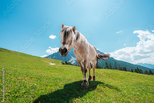 Interested Horse on a Hillside in the Mountain Landscape photo