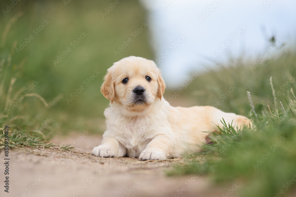 small dog golden retriever labrador puppy sitting on the road. dog for sale small dog golden retriever labrador puppy sitting on the road. dog for sale