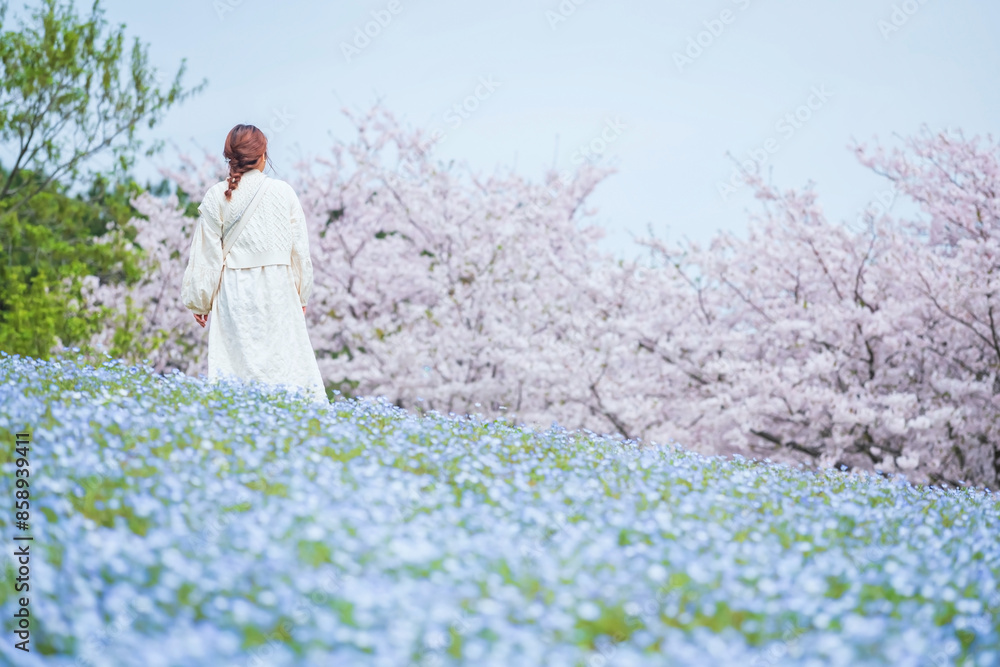 Girl at cherry tree and Nemophila garden, Uminonakamichi park, Fukuoka Girl at cherry tree and Nemophila garden, Uminonakamichi park, Fukuoka