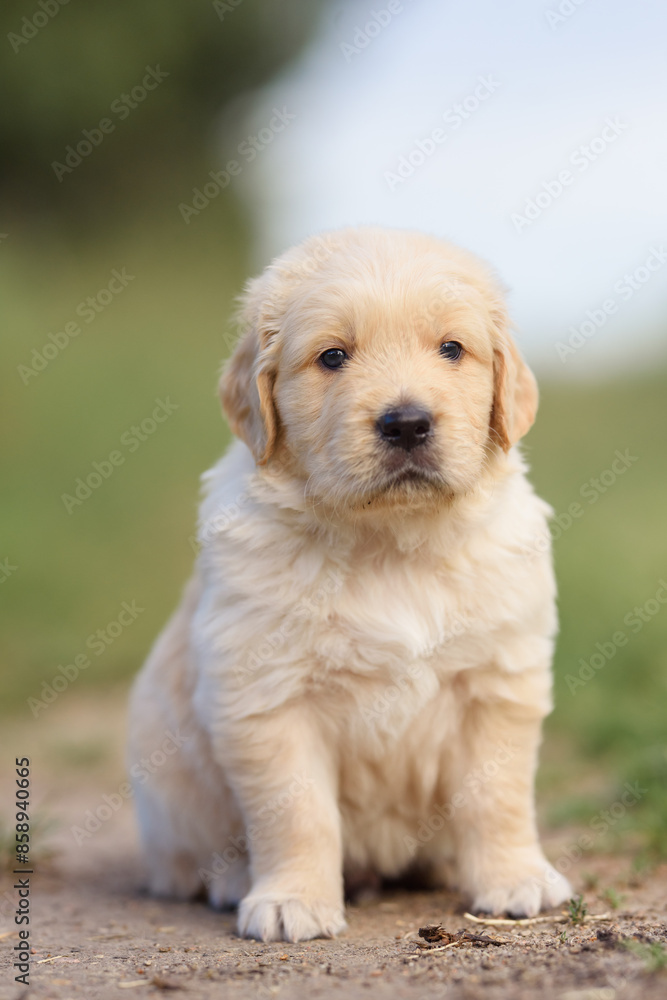 small dog golden retriever labrador puppy sitting on the road. dog for sale