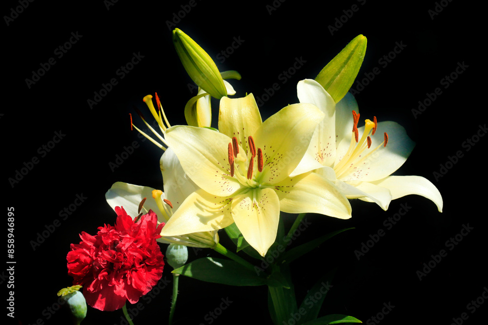 Obraz premium Colorful flowers in summer garden