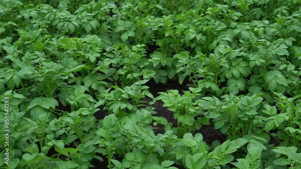 green growing potato bushes, top view. fields with potatoes, rows of young strong plants. green growing potato bushes, top view. fields with potatoes, rows of young strong plants.