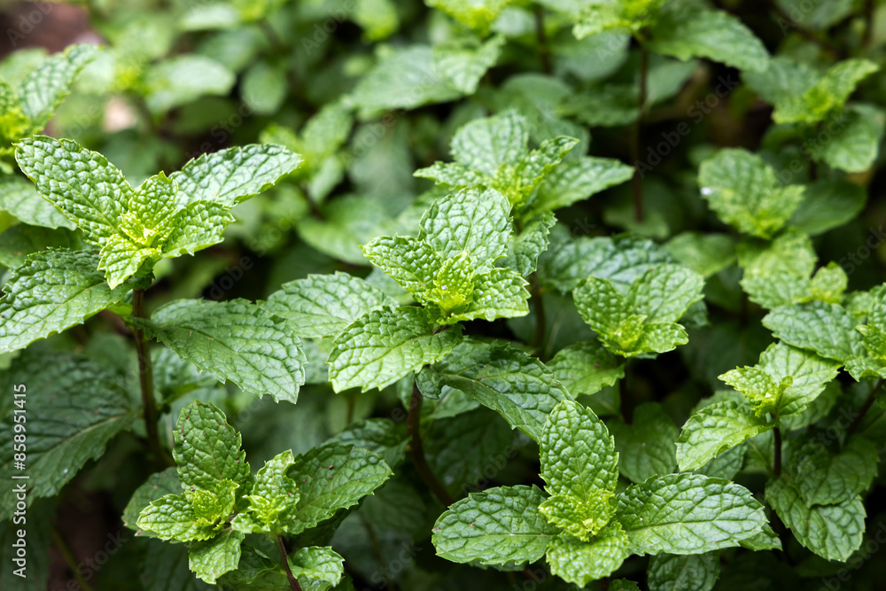 Close-up fresh papermint leaves in home-grown vegetable or backyard garden for cook or herb ingredient. Close-up fresh papermint leaves in home-grown vegetable or backyard garden for cook or herb ingredient.
