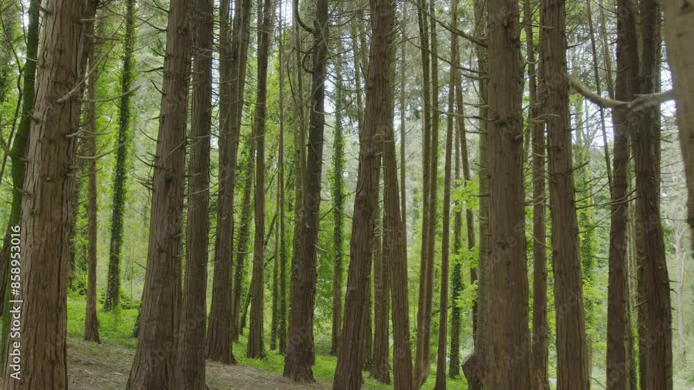 Slow motion camera inside deep dense forest on the sunset. Presence effect. Great background for any of your projects. Slow motion camera inside deep dense forest on the sunset. Presence effect. Great background for any of your projects.
