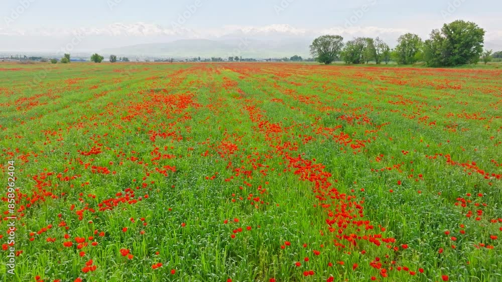 Blooming red poppies in rye field swaying in the wind at sunny day with snowcapped mountains in the background. Papaver rhoeas as a weed plant in agriculture. Aerial drone point of view. Blooming red poppies in rye field swaying in the wind at sunny day with snowcapped mountains in the background. Papaver rhoeas as a weed plant in agriculture. Aerial drone point of view.