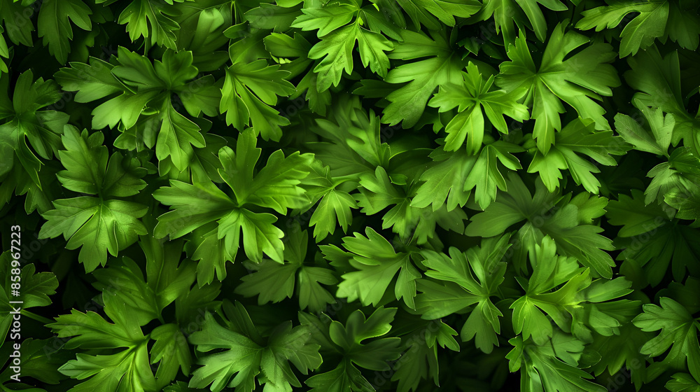 green leaves background,
Aromatic Dill Herbs Photorealistic Horizontal Background green leaves background,
Aromatic Dill Herbs Photorealistic Horizontal Background