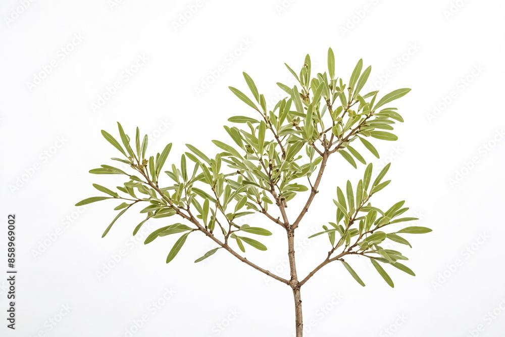 Fototapeta premium Green branch with leaves against white background