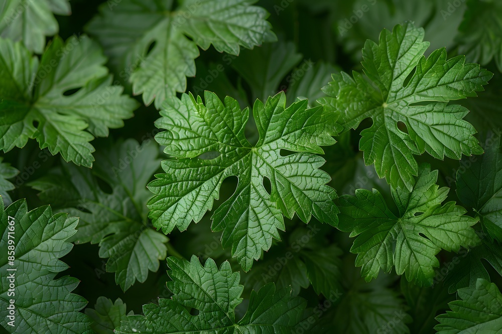 Lush Green Geranium Leaves in a Dense Foliage - Nature Background for Botany, Garden Design, and Eco Projects Lush Green Geranium Leaves in a Dense Foliage - Nature Background for Botany, Garden Design, and Eco Projects