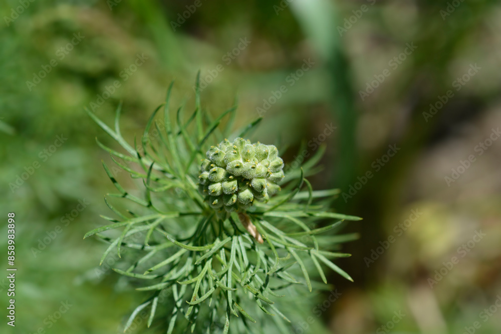 Yellow pheasants eye seed head Yellow pheasants eye seed head