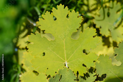 Plume poppy leaf photo