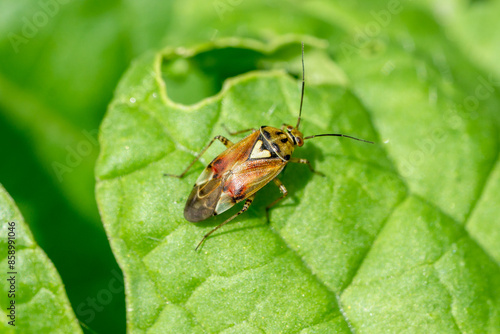 Close up of tiny Lygus pratensis bug sitting on salad leaf © Doris