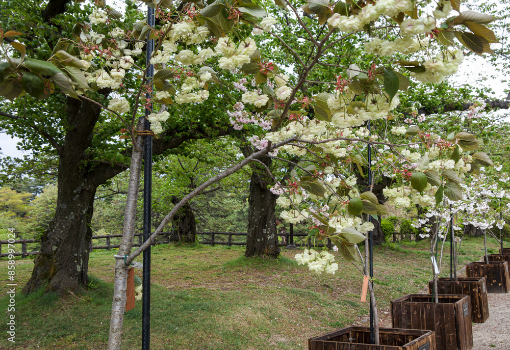 Young saplings at Hirosaki Castle Gardens awaiting planting in 2023