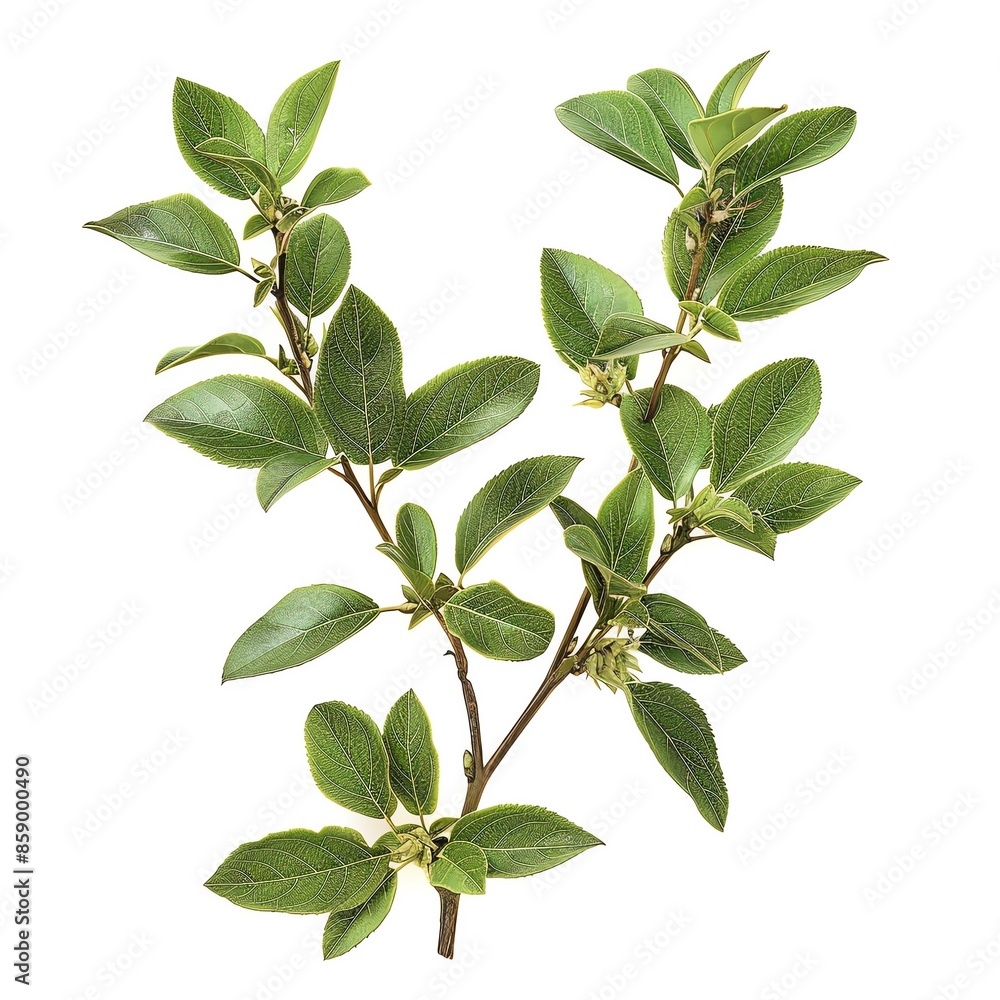 Fototapeta premium Detailed botanical image of Rutaceae plant structure, isolated on a clean white backdrop