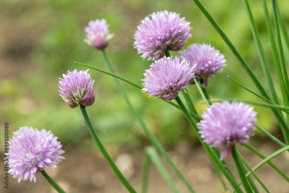 Blooming chives (Allium schoenoprasum). Use for decoration. Blooming chives (Allium schoenoprasum). Use for decoration.