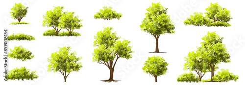 Vector watercolor of tree side view isolated on white background for landscape and architecture drawing, elements for environment and garden, painting botanical for section