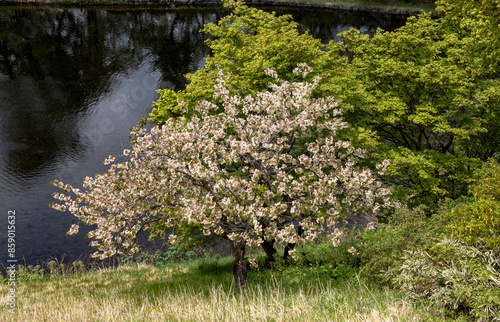 19840C15 apple blossom within Hirosaki Castle gardens in 2023 photo