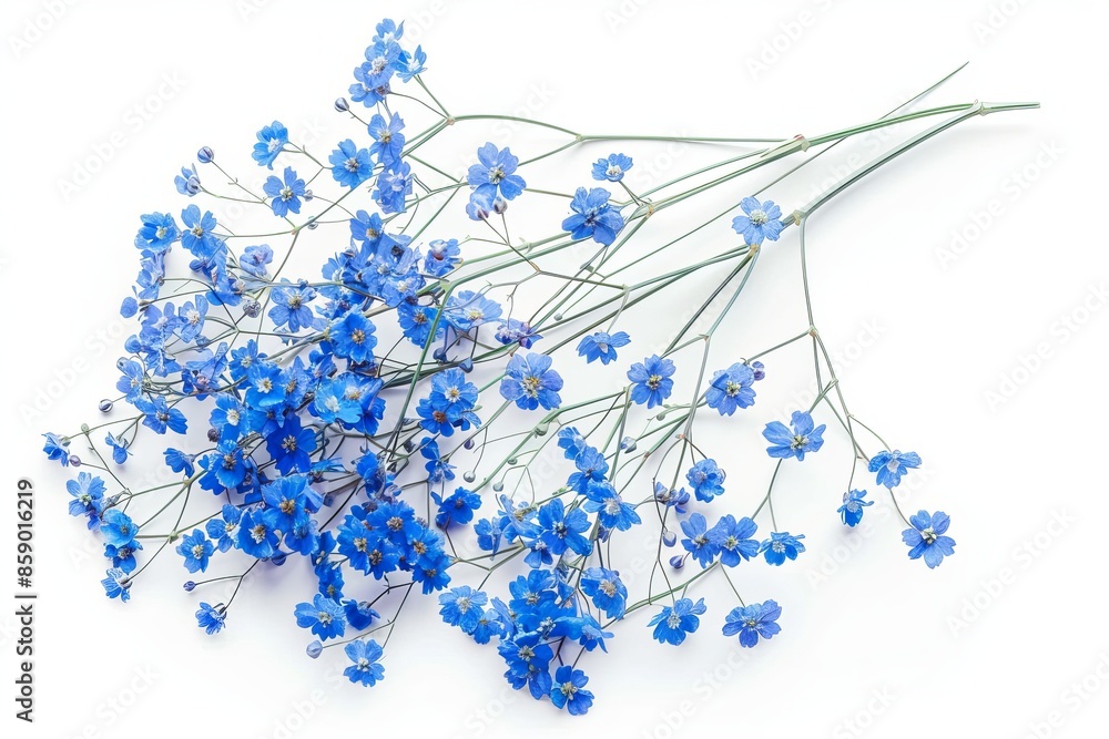 Purple Baby's breath Isolated on White Background. Beautiful Baby's breath Flower Purple Baby's breath Isolated on White Background. Beautiful Baby's breath Flower