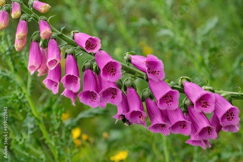 Selective focus of white pink Digitalis purpurea (Lady's glove) in the wild forest, natural flora background. Beauty in nature concept. photo