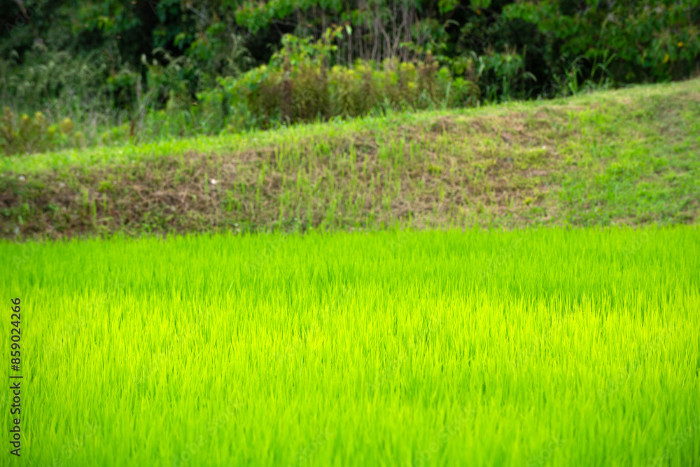 Obraz premium 水田の稲、田んぼ、稲のある風景