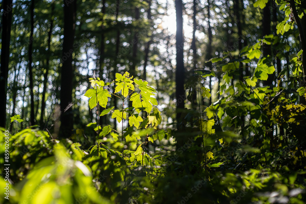 Fototapeta premium Mapletree in the forest