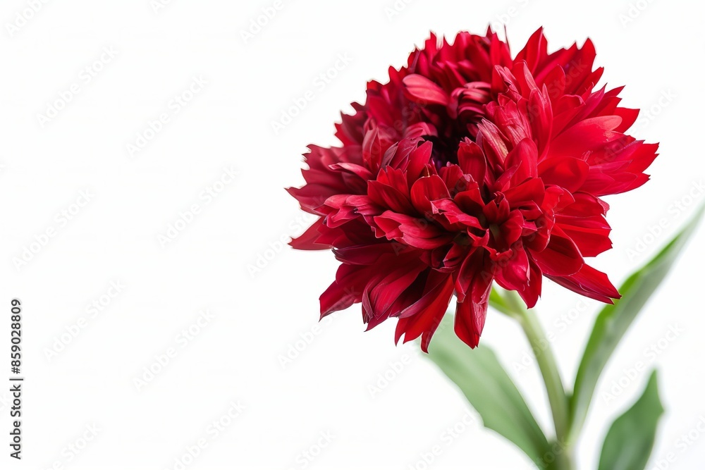 Red Cornflower Isolated on White Background. Beautiful Cornflower Flower Red Cornflower Isolated on White Background. Beautiful Cornflower Flower