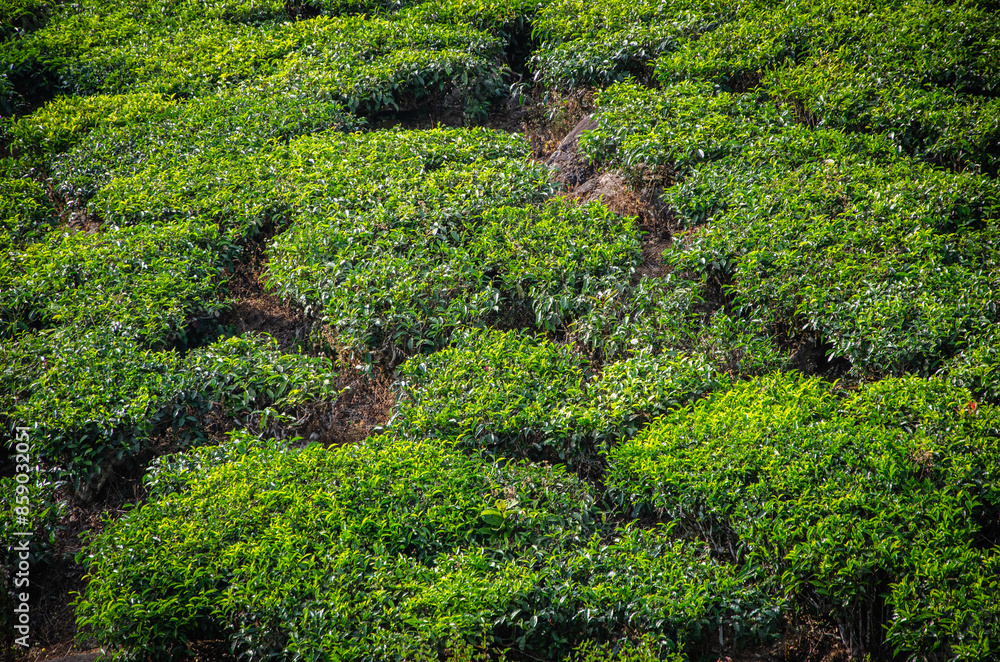 champs de thé dans l'est du Kérala en Inde champs de thé dans l'est du Kérala en Inde