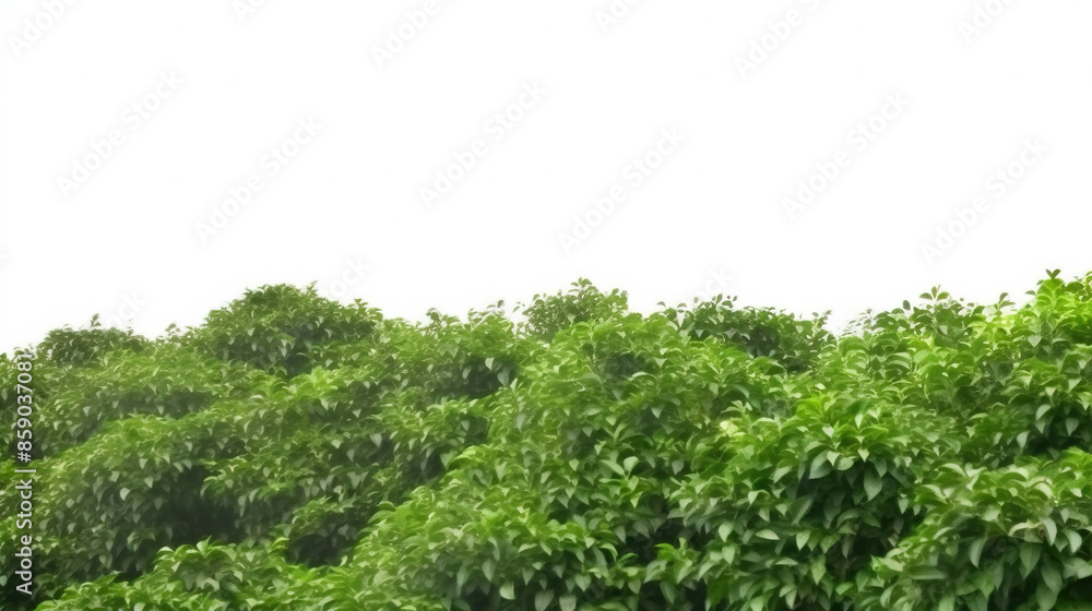 Obraz premium Coffee field, plantation on a white background, isolate, natural product. AI generated.
