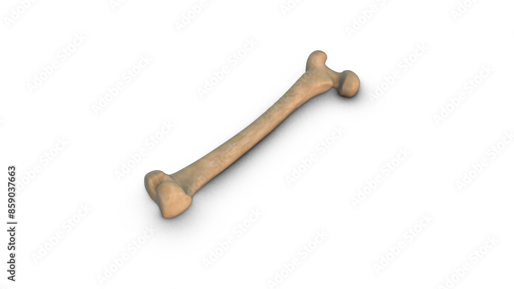 Human Femur bone isolated on white background Human Femur bone isolated on white background