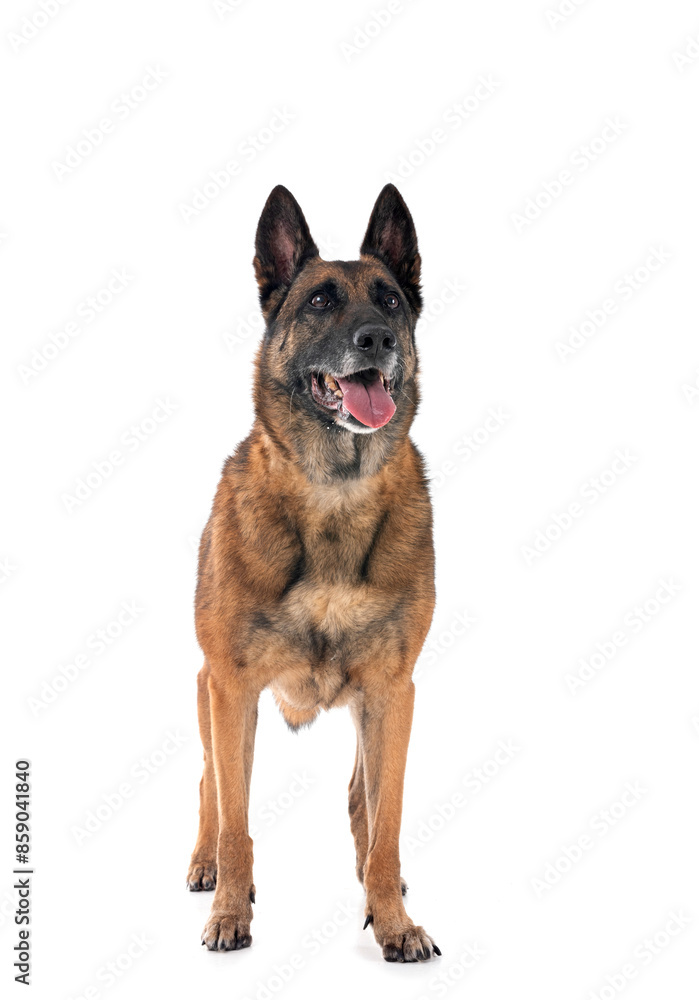 malinois in studio malinois in studio